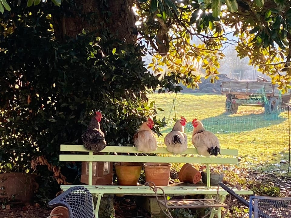 Animals