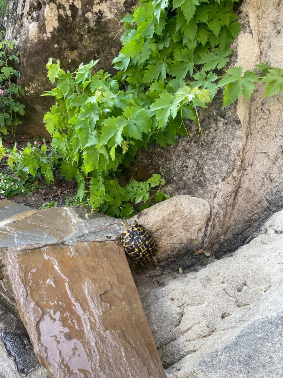 Garden, Animals