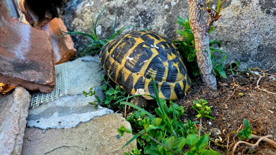 Garden, Animals