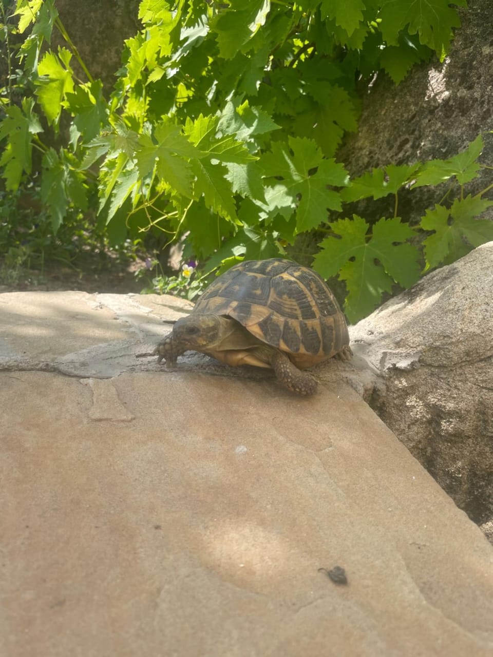 Garden, Animals