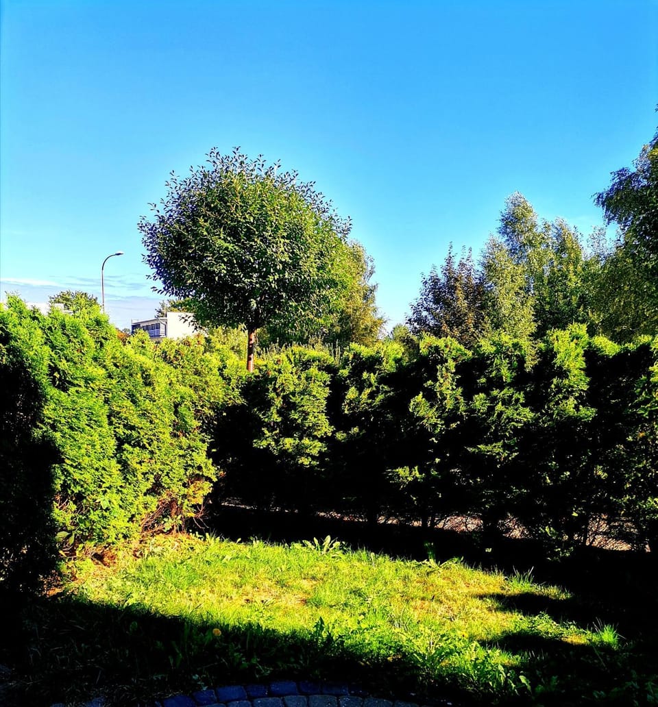 Natural landscape, Garden, Garden, Garden view