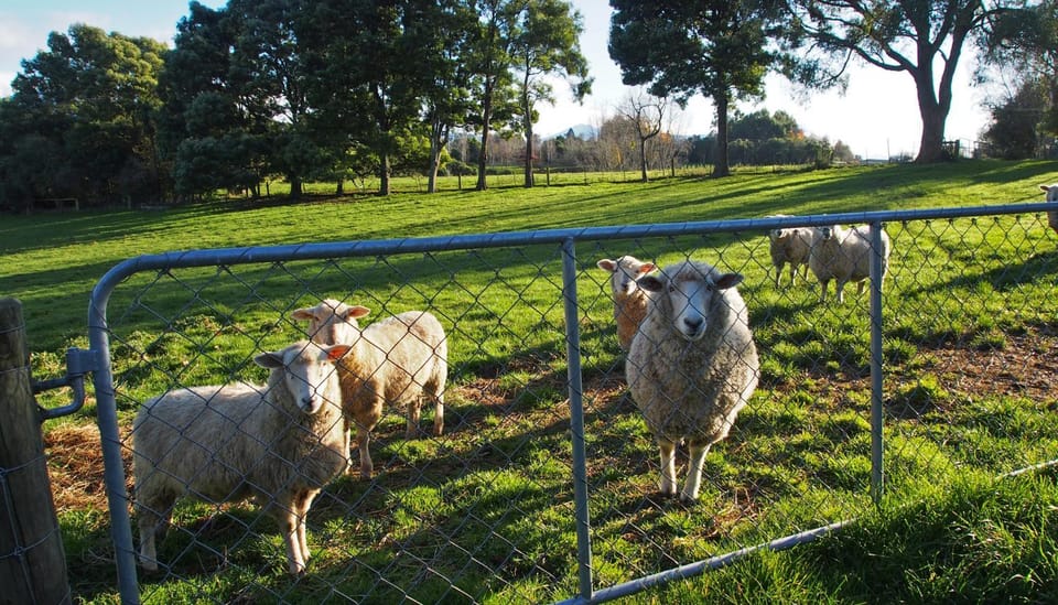 Animals