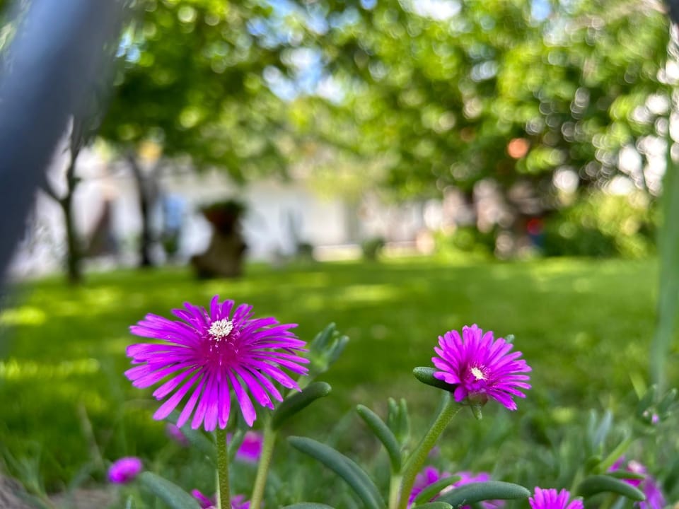 Spring, Day, Natural landscape, Garden, Garden view