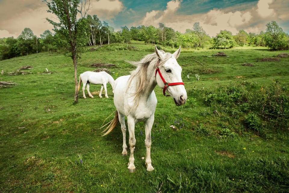 Horse-riding, Animals, Pets