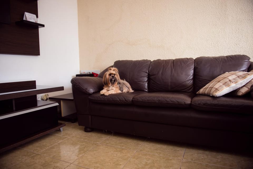 Living room, Pets