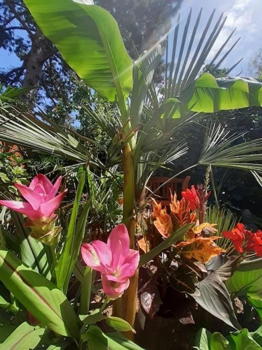 Natural landscape, Garden, Garden view