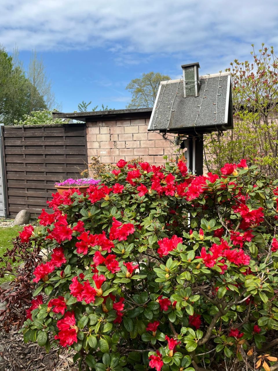 Garden view