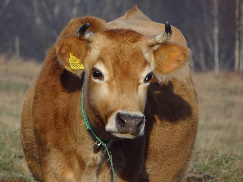 Farma Růžová Farm Stay in Sächsische Schweiz-Osterzgebirge