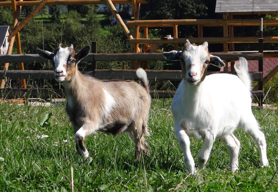 Farma Růžová Farm Stay in Sächsische Schweiz-Osterzgebirge