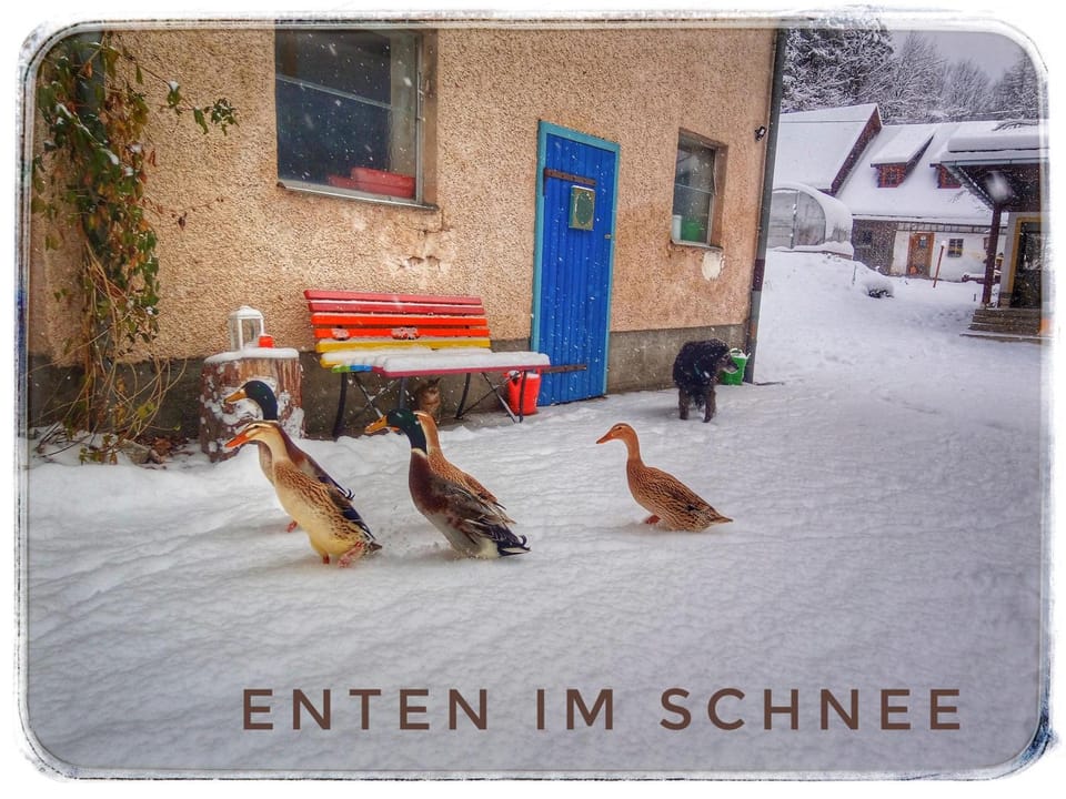 Haus Grubbach Apartment in Upper Austria