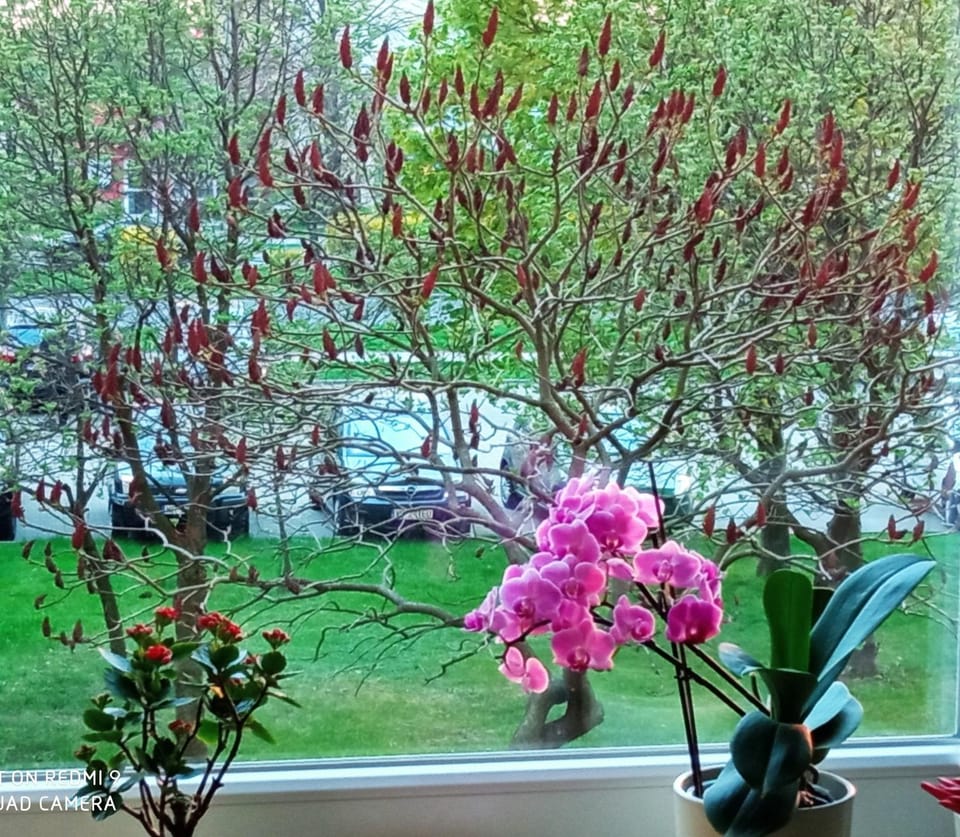 Garden, Garden view