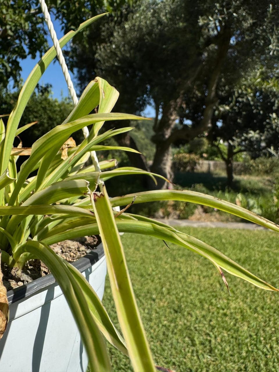 Spring, Natural landscape, Garden, Garden view