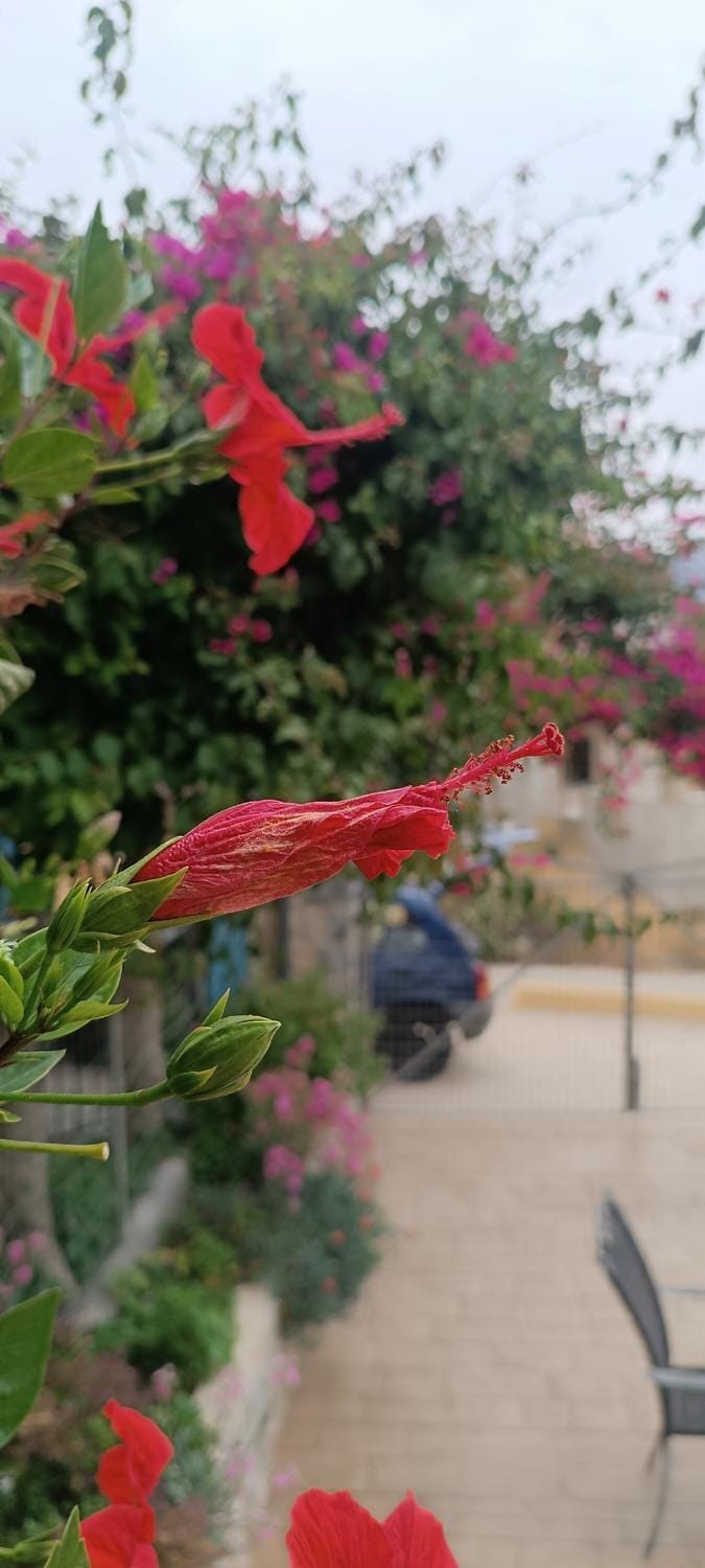 Garden, Garden view, Parking