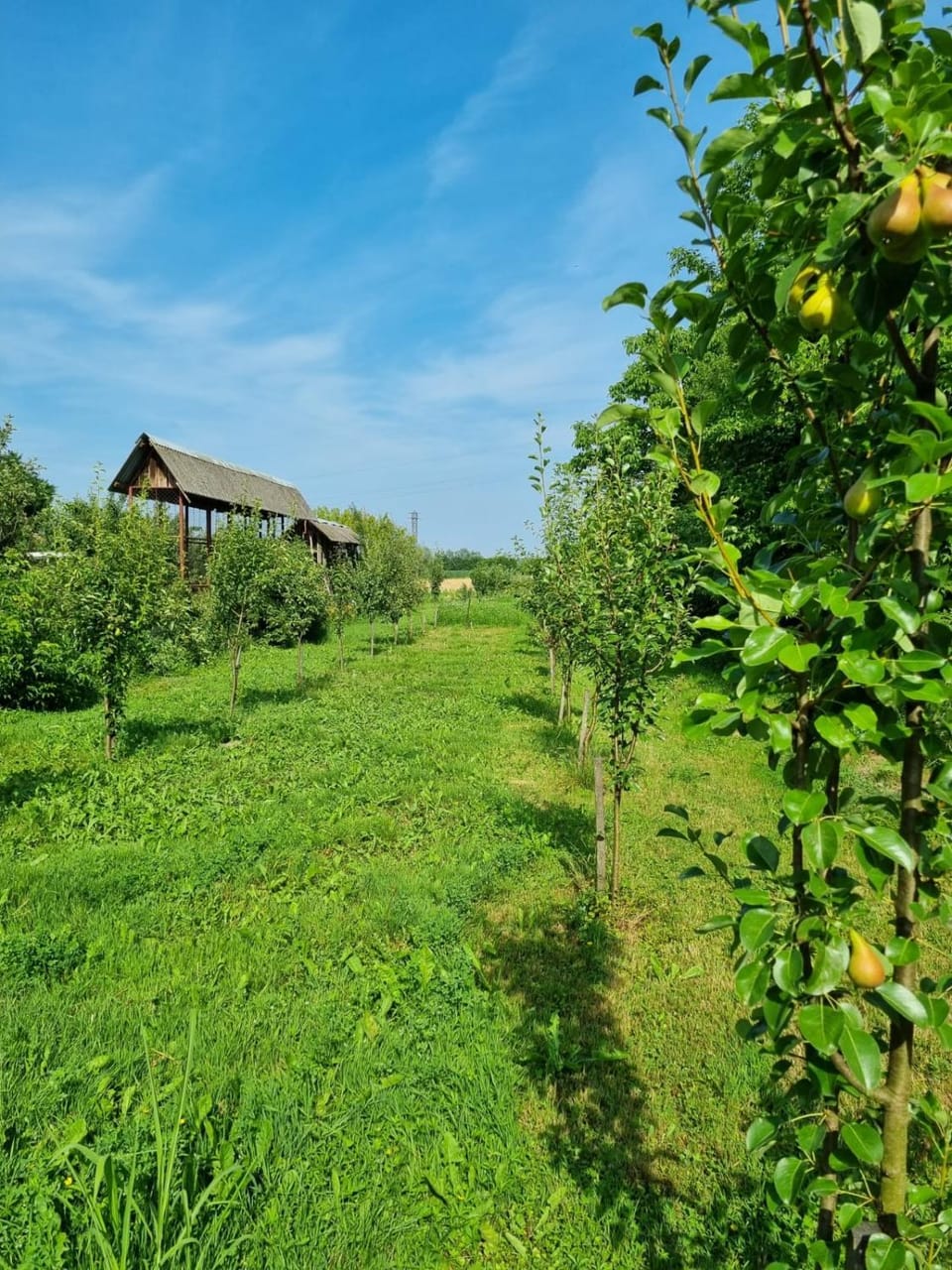 Natural landscape, Garden, Garden view