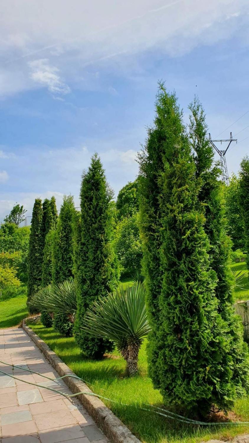 Spring, Day, Natural landscape, Garden, Garden view