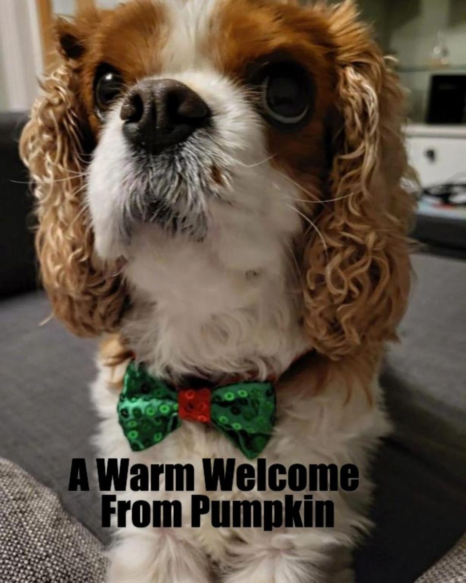 Pets, pet friendly