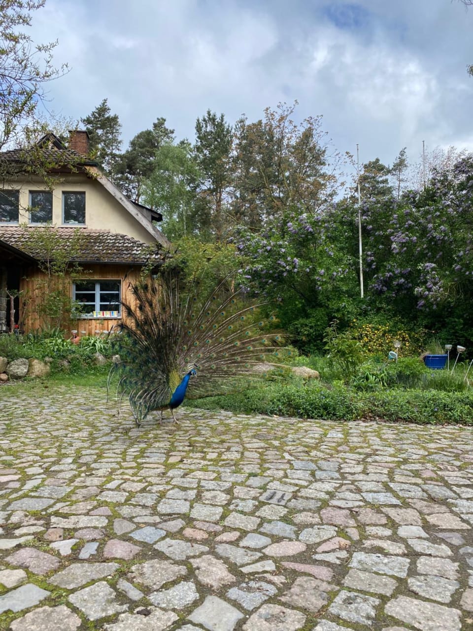 Senfmühle Lubast Apartment in Saxony-Anhalt, Germany