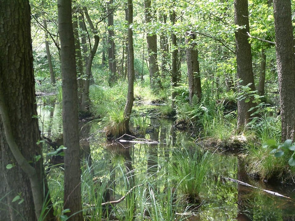 Natural landscape