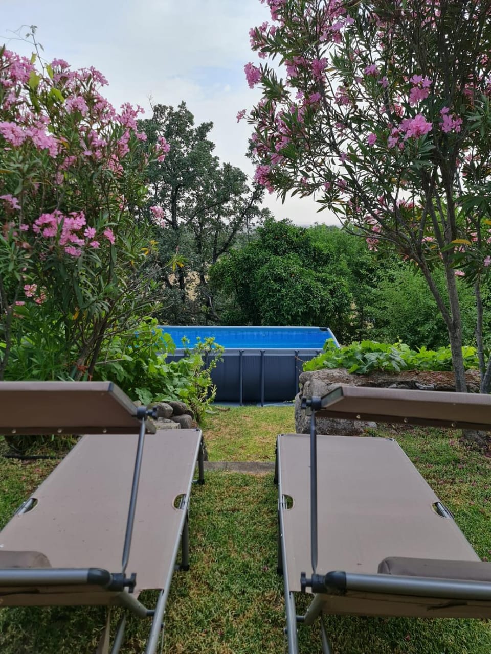 Garden, Garden view, Pool view, Swimming pool, sunbed