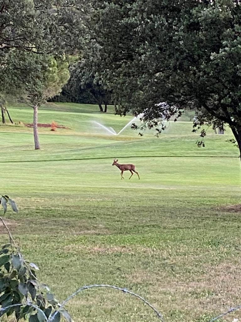 Natural landscape, Golfcourse
