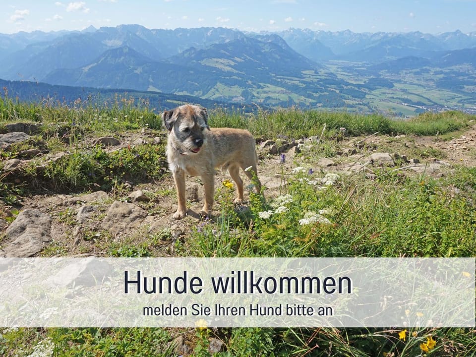 Hiking, Pets