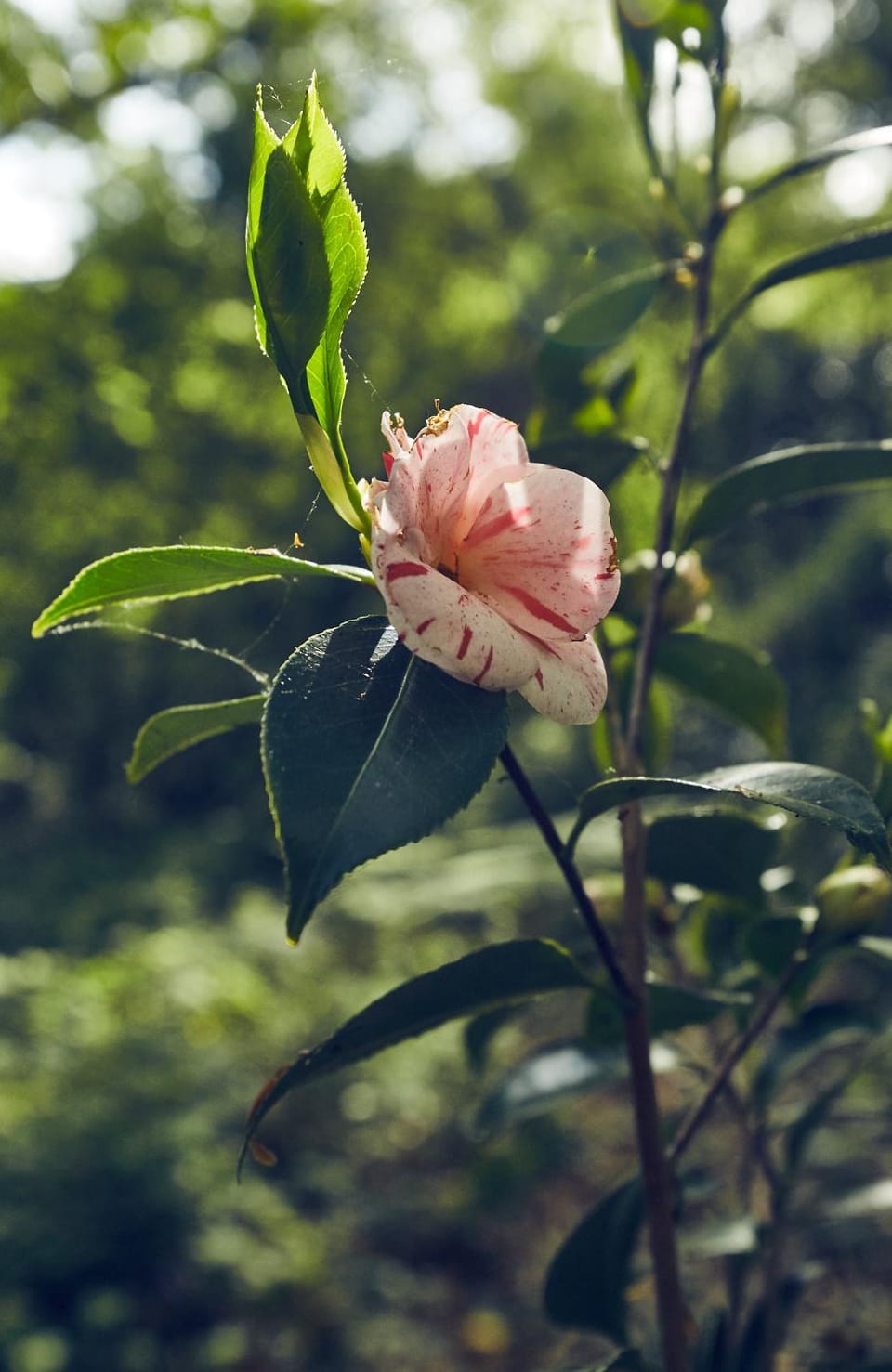 Spring, Garden, Garden view