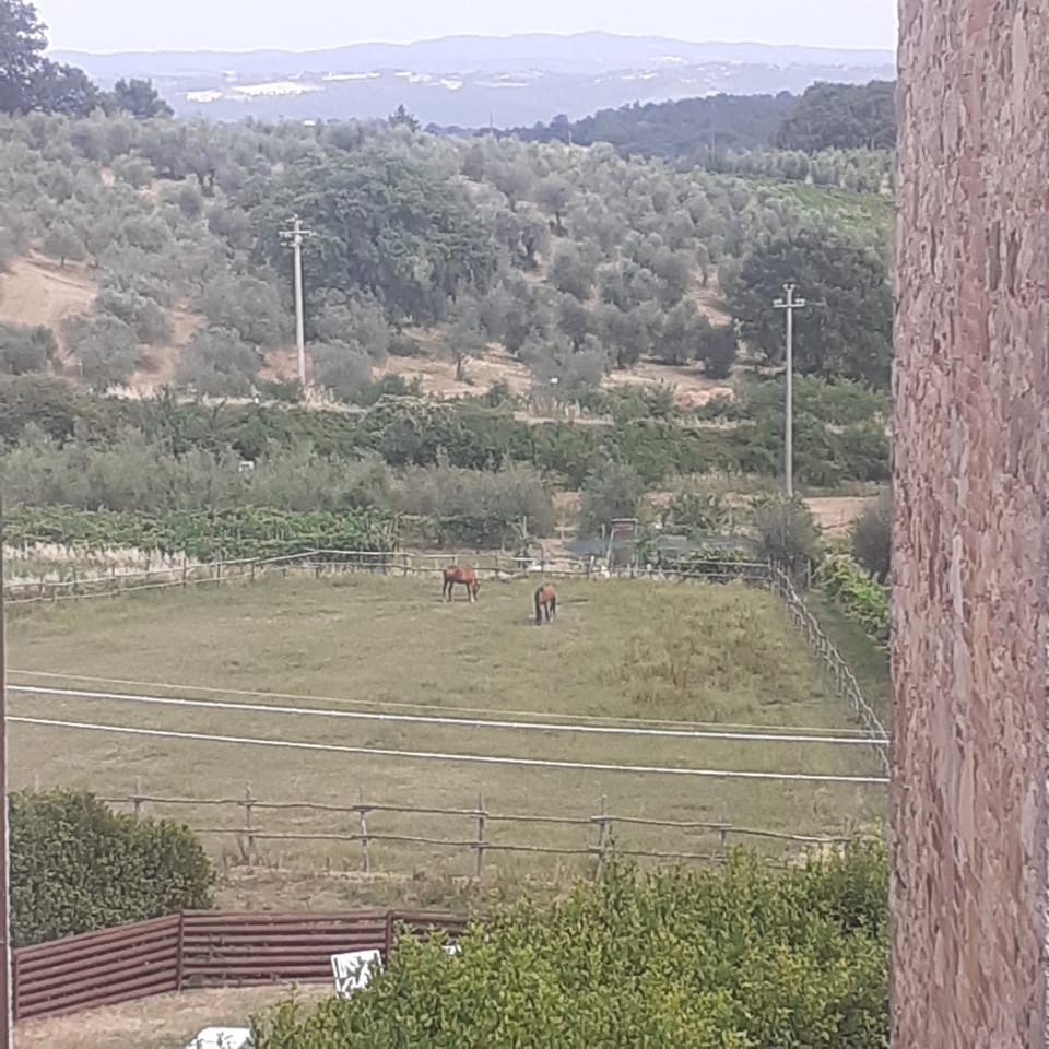 Villa Le Palmine House in Umbria