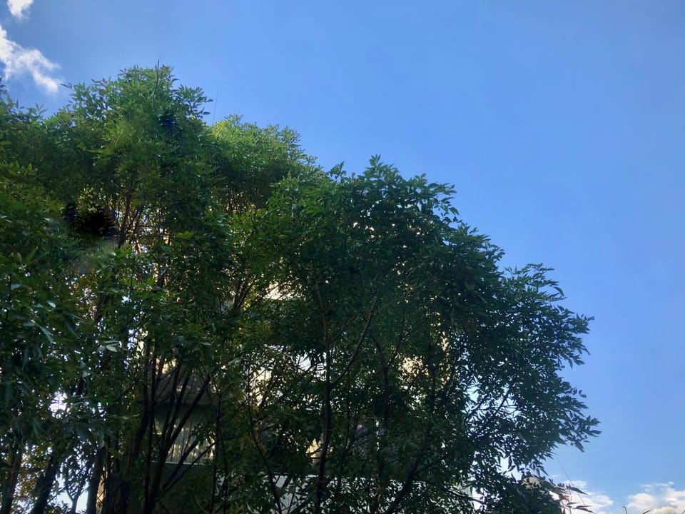 View (from property/room)