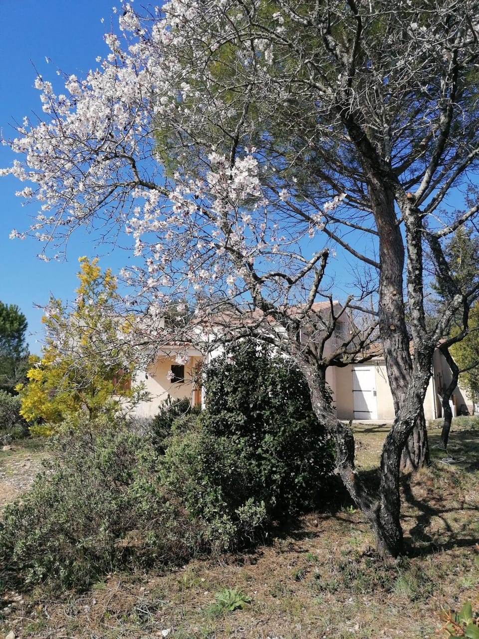 Spring