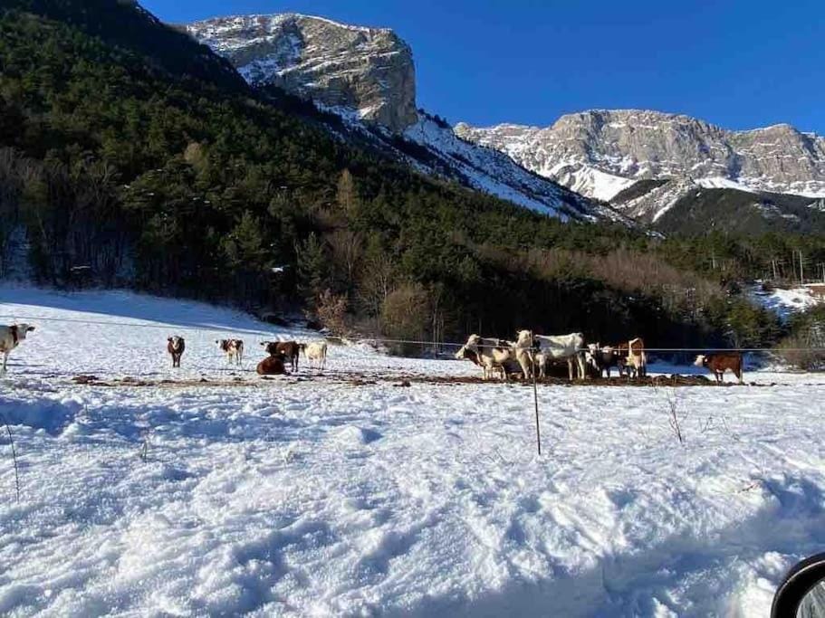 Natural landscape, Winter, Animals, Mountain view