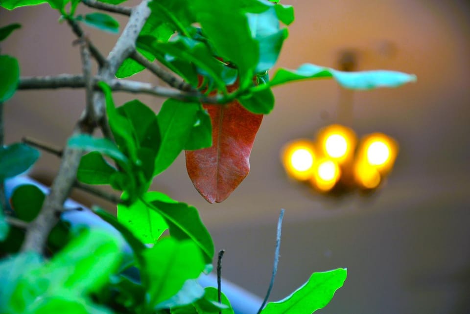 Garden, Decorative detail