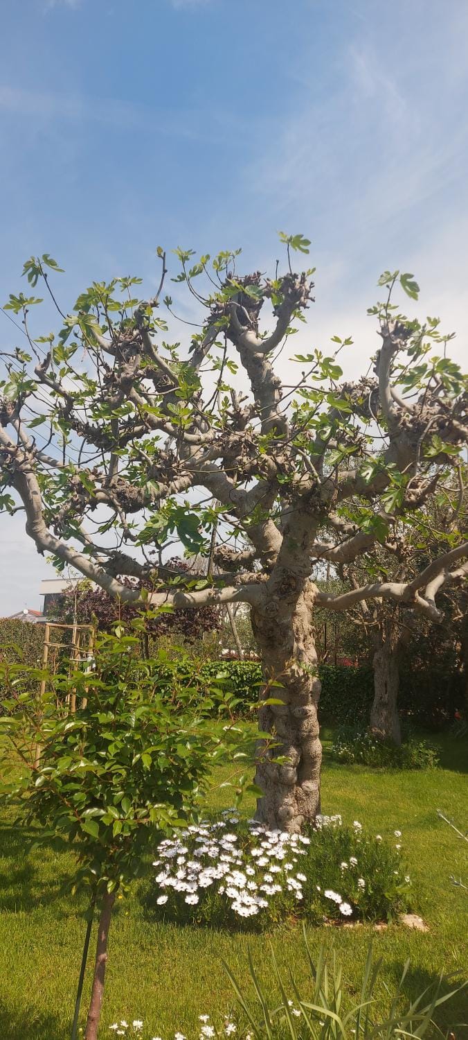 Spring, Garden, Garden view