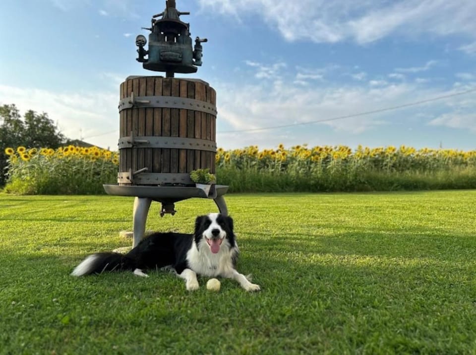 Garden, Pets