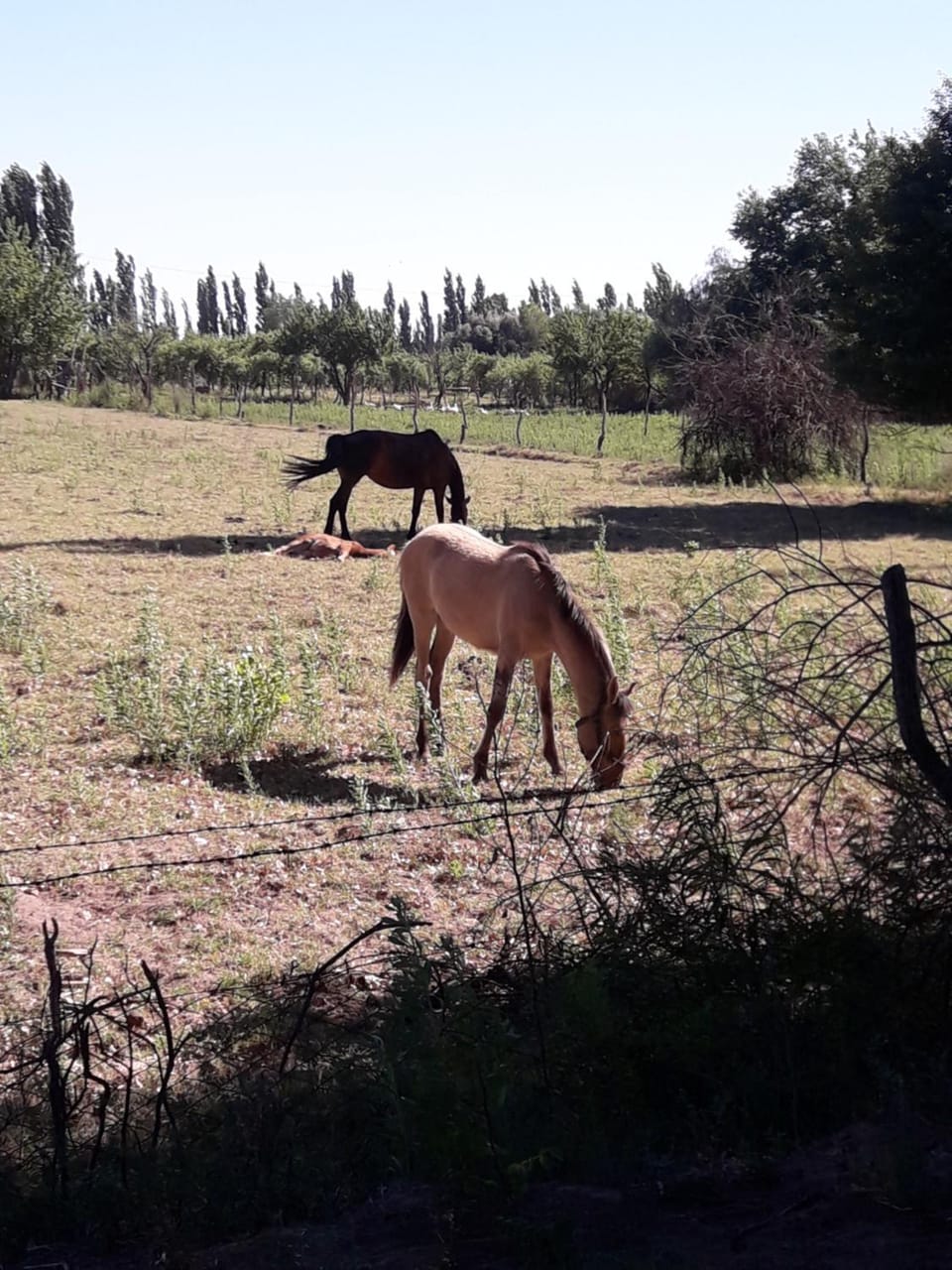 Complejo Los Parrales Country House in La Pampa Province, Argentina