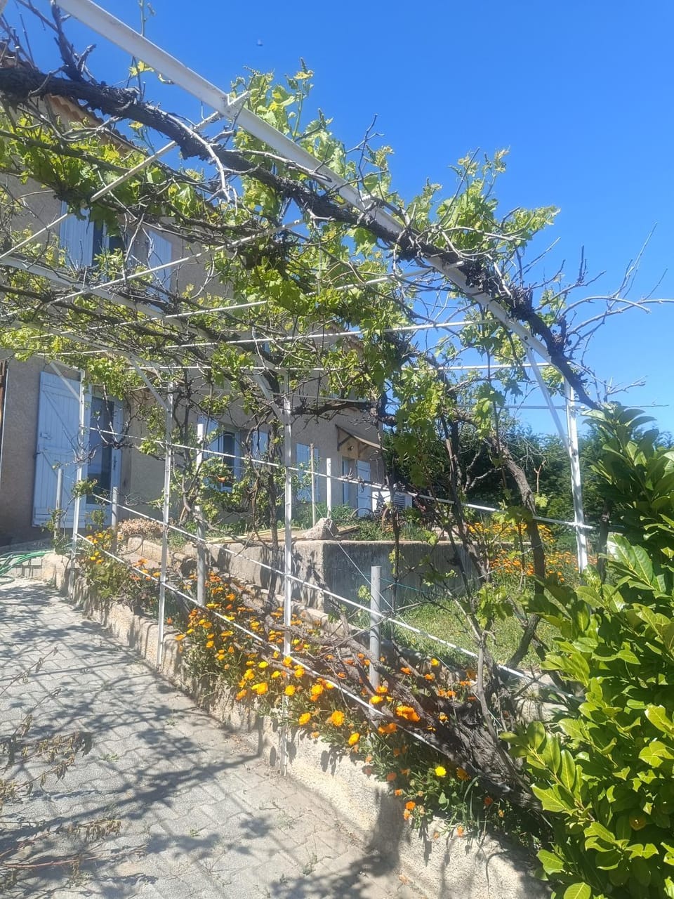 Garden view
