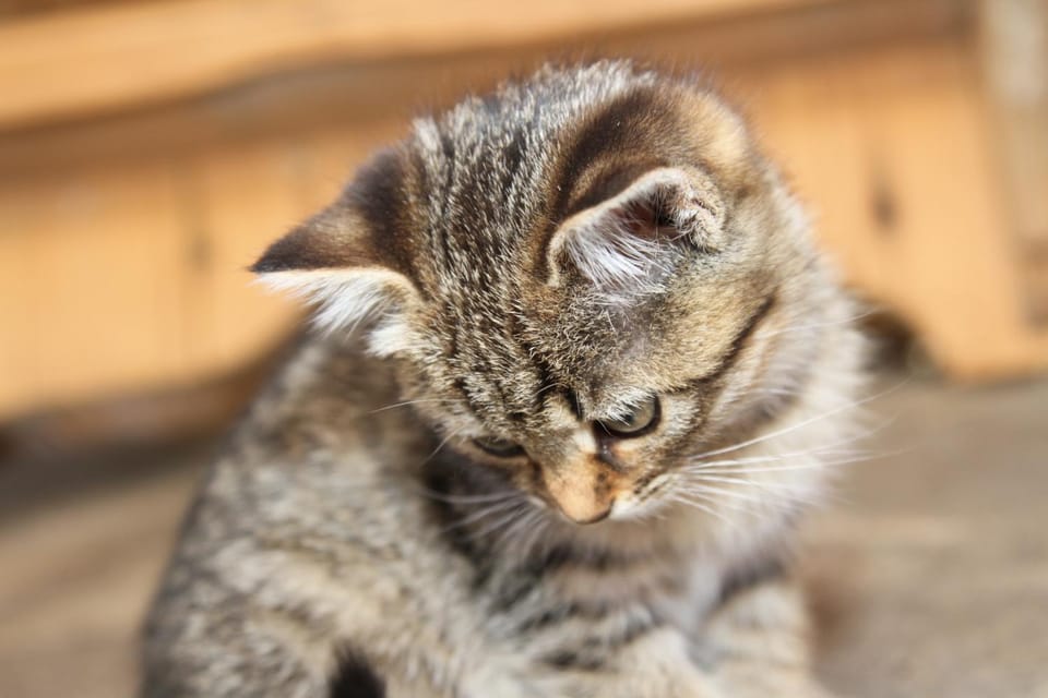 Garden, Balcony/Terrace, Pets, Pets, Entertainment