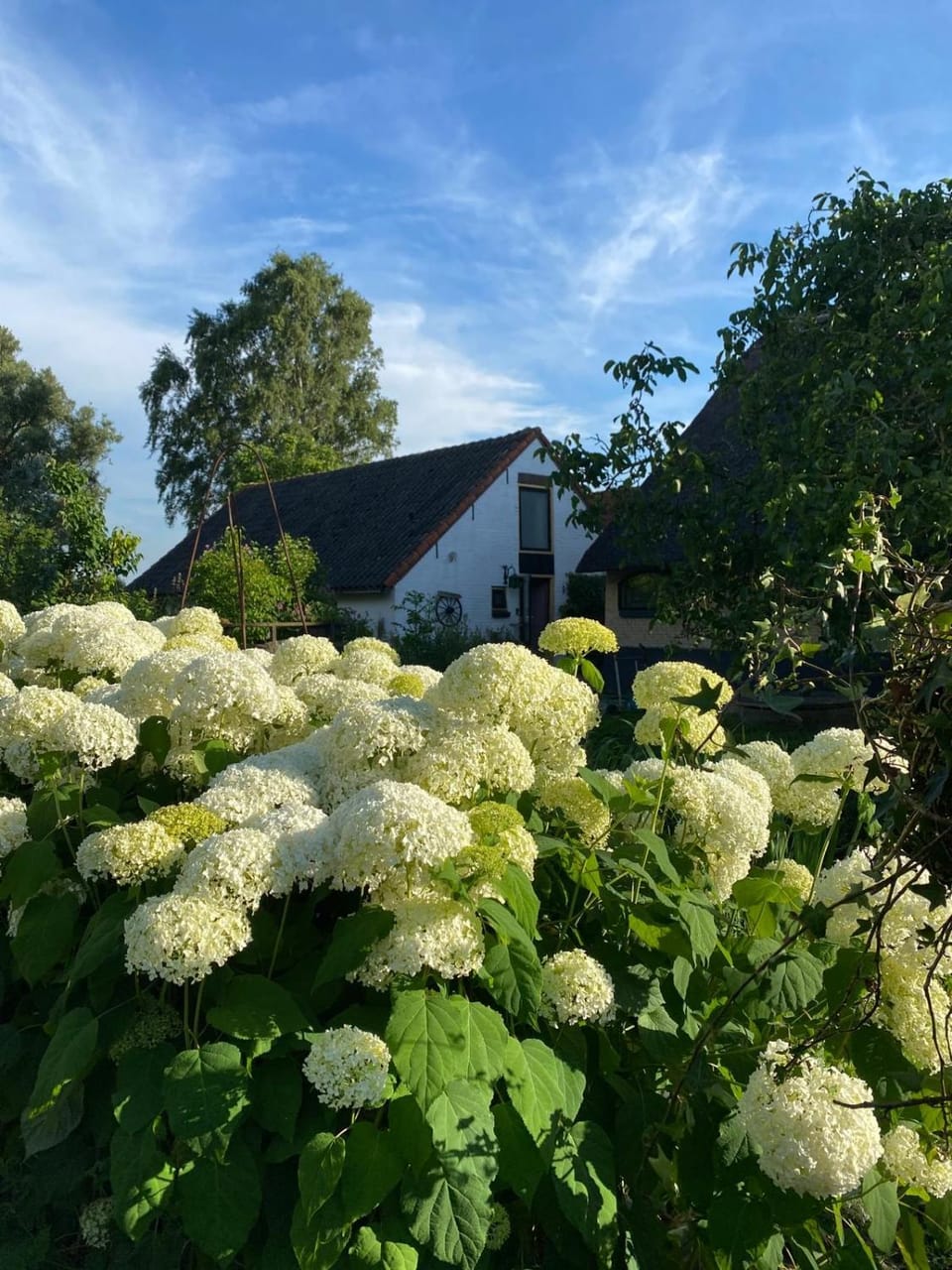 Property building, Garden
