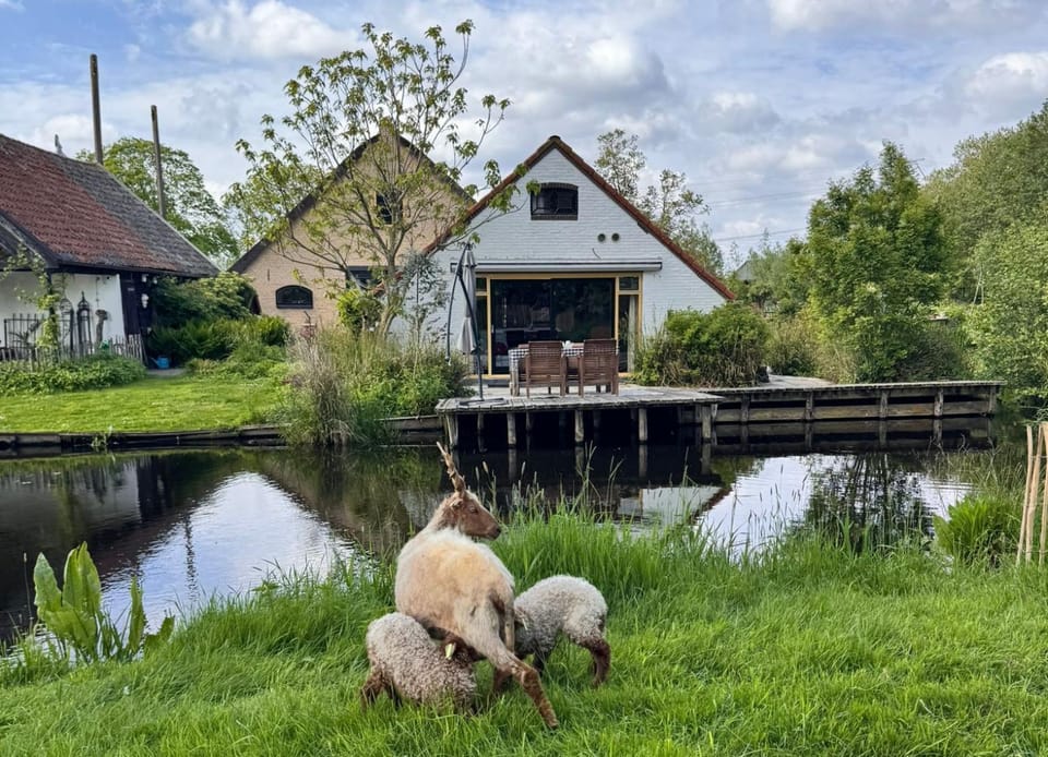 Animals, Lake view