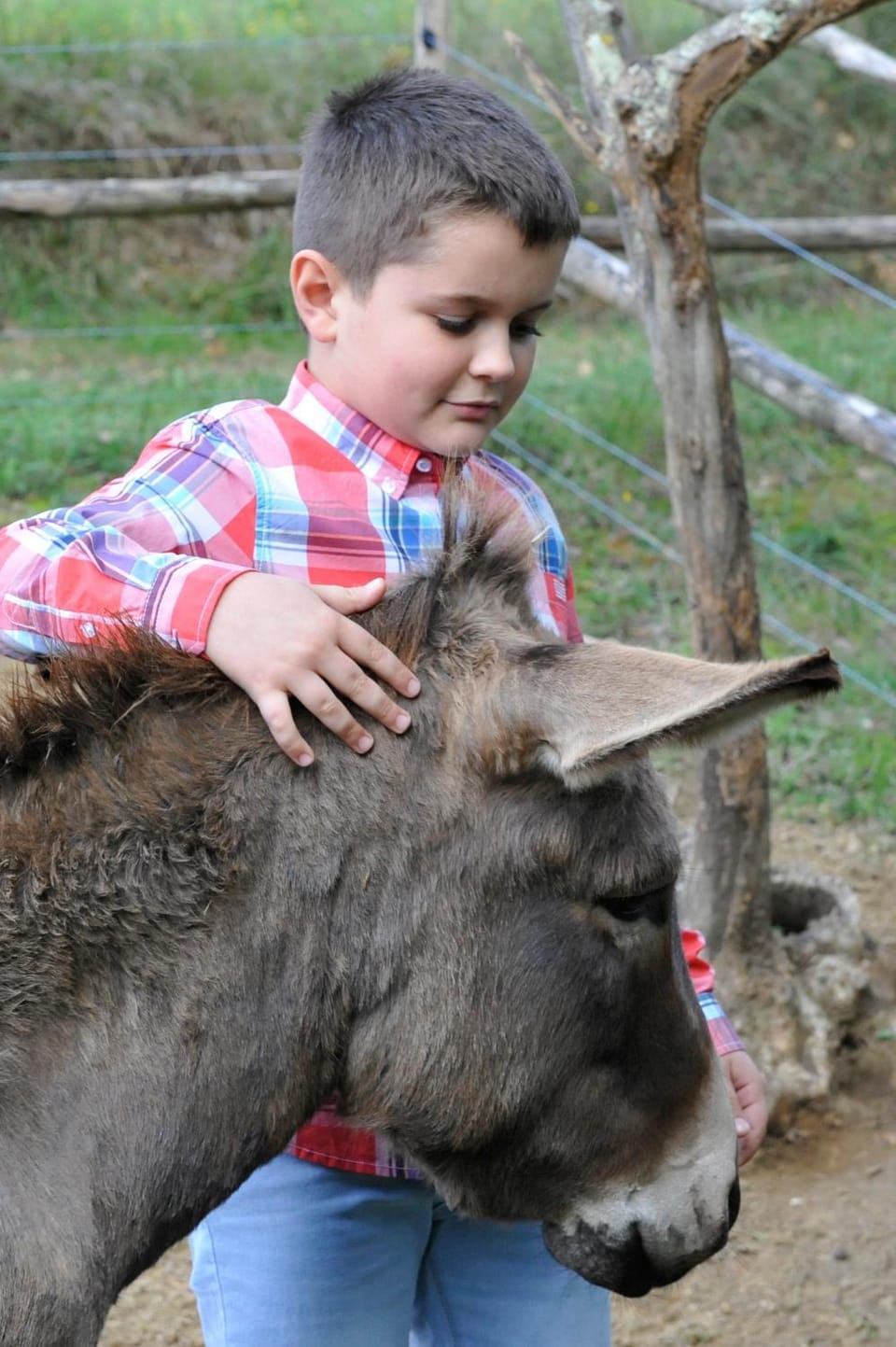 Animals