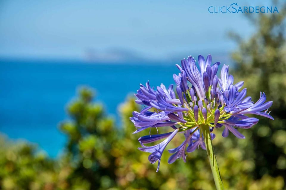 Villa Juliette con vista spettacolare ridosso del mare House in Sardinia