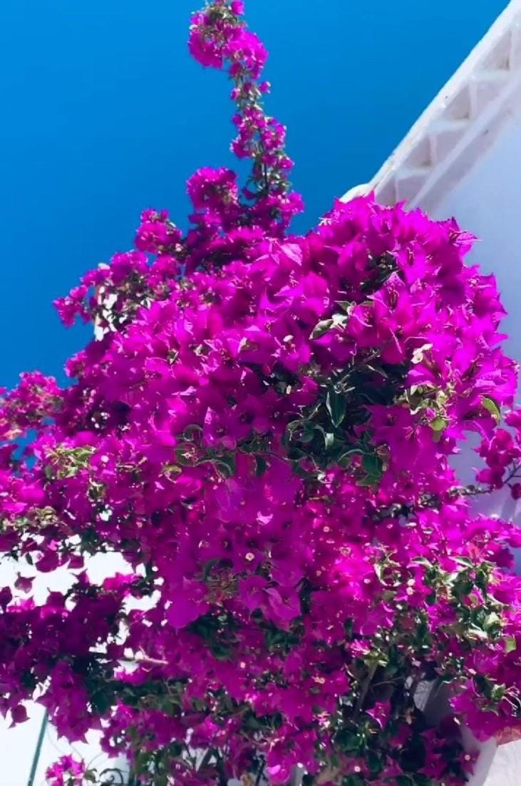Tinos Bougainvillea House in Decentralized Administration of the Aegean