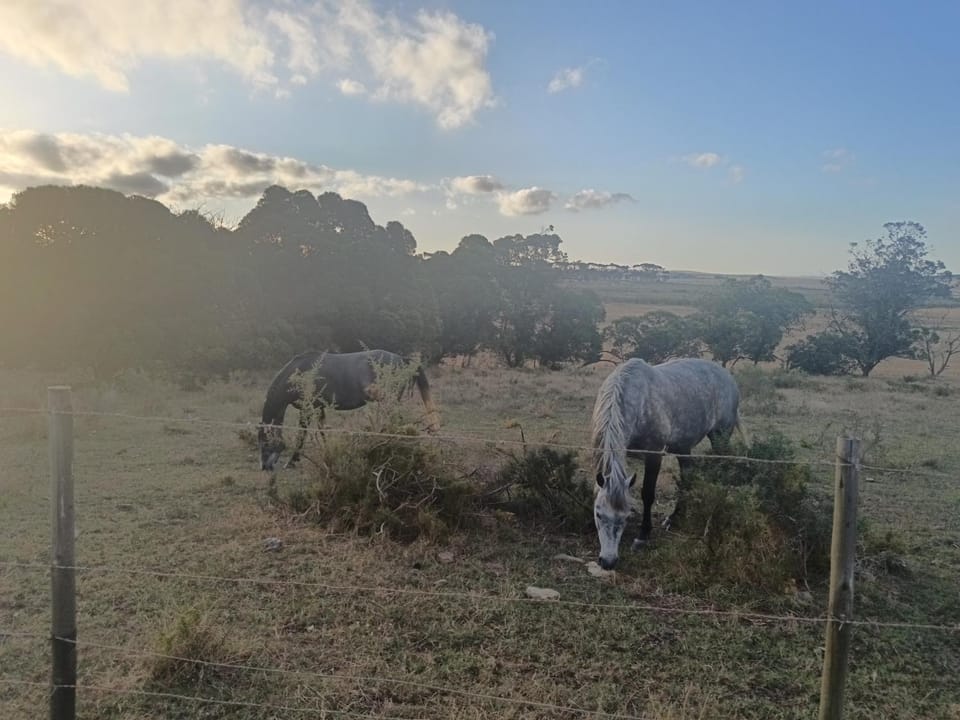Natural landscape, Animals