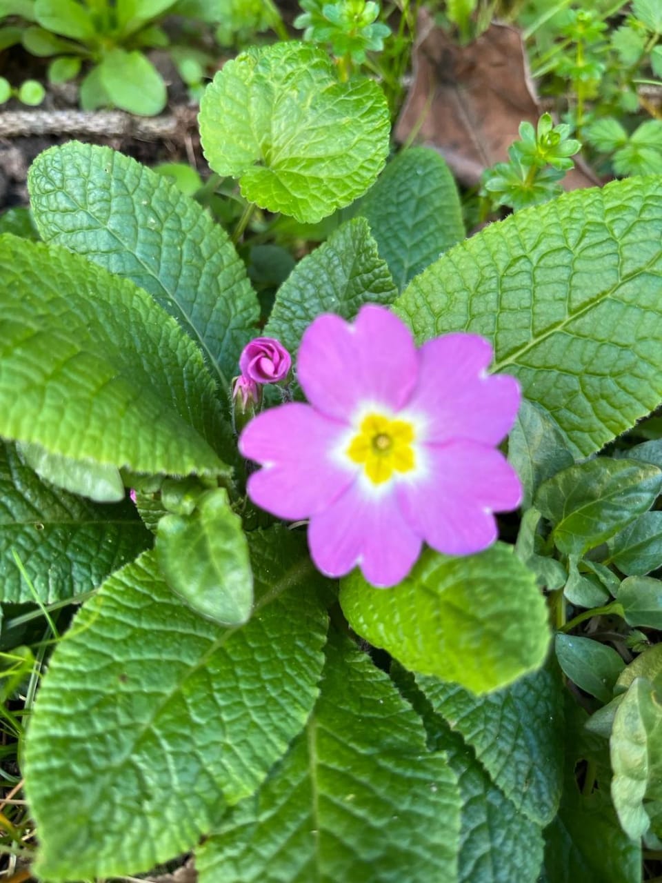 Spring, Day, Garden, Garden view