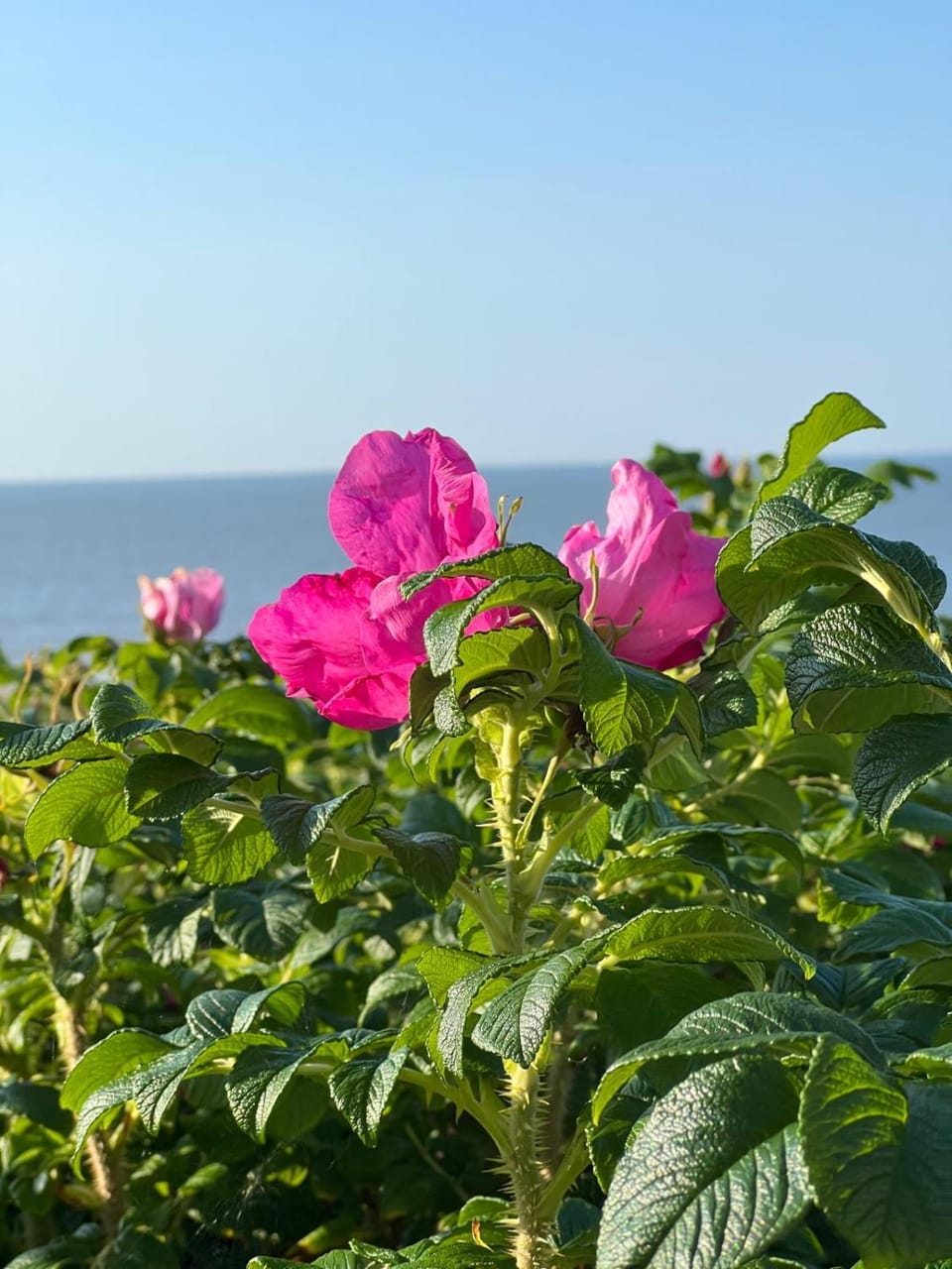 Sea view