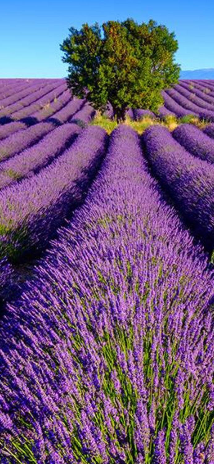 Villa du Soleil en Provence sur le Domaine du Golf de Pont Royal Bed and Breakfast in Mallemort