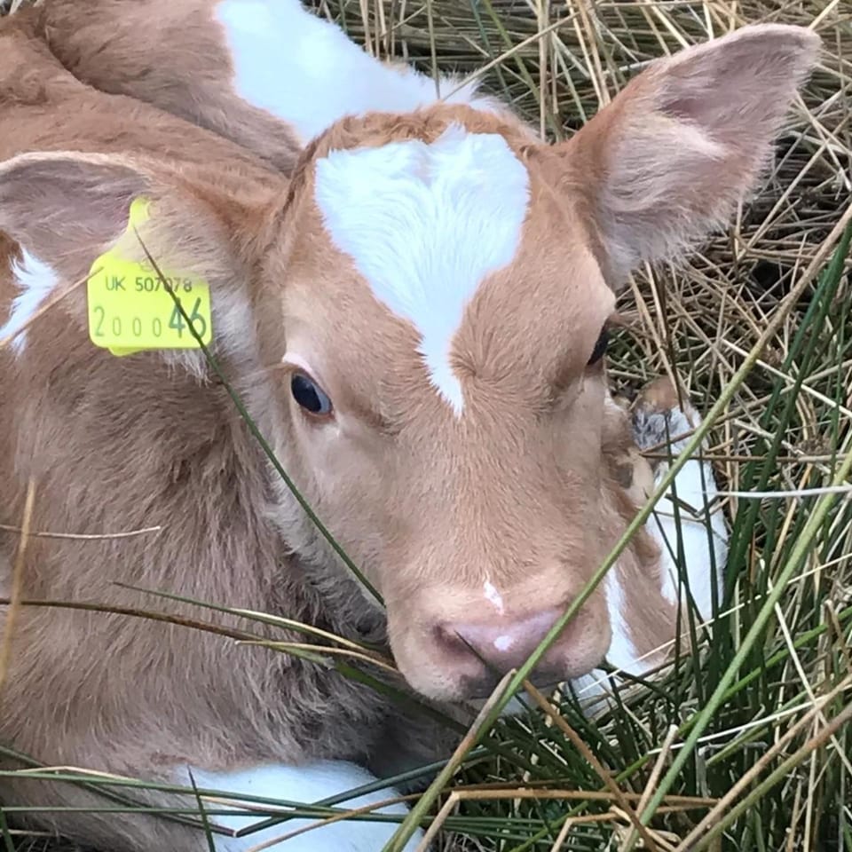 Ben Klibreck, Ben Hope, Ben Hee Apartment in Scotland