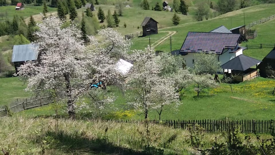 Pensiunea DARIA House in Romania