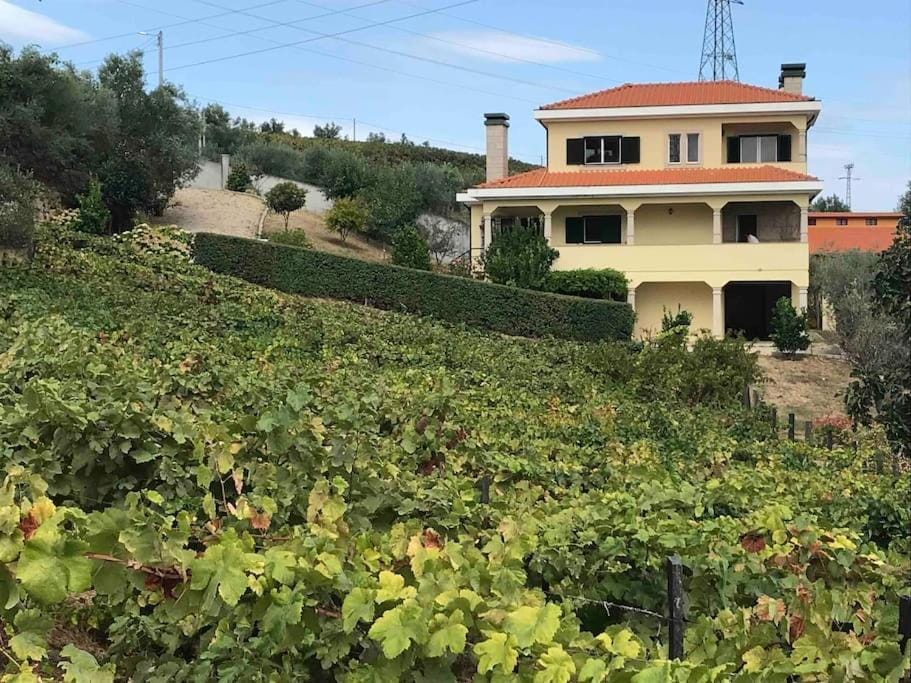 Property building, Garden view