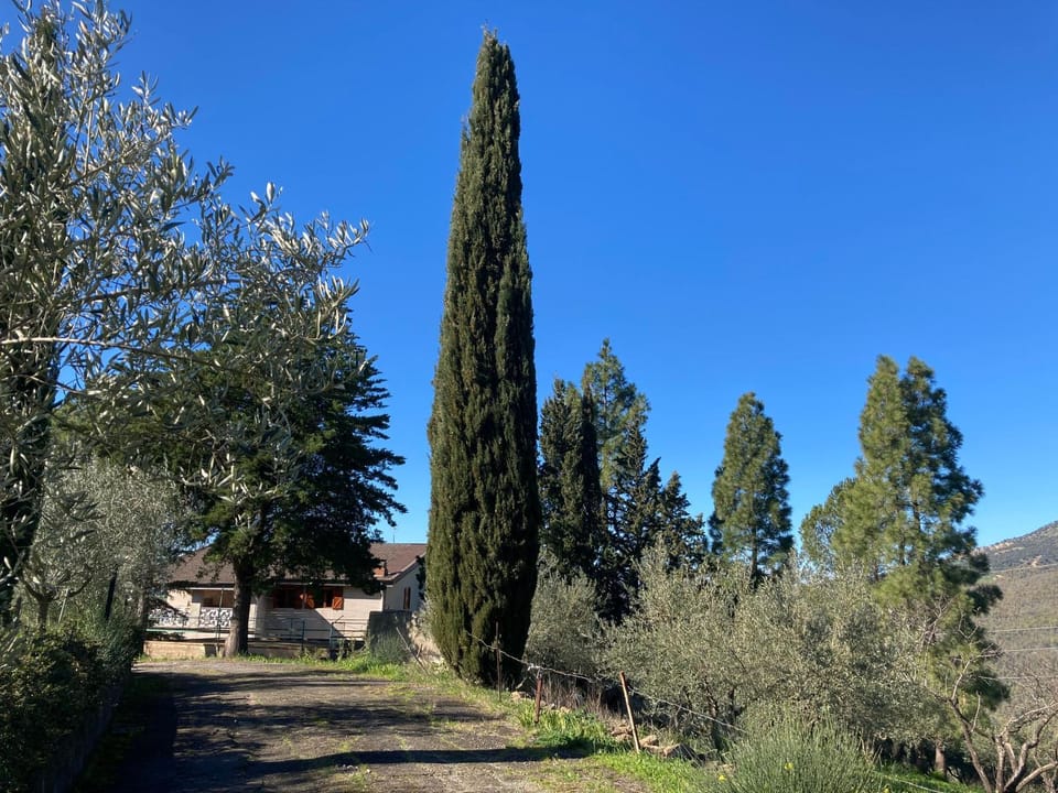 Day, Natural landscape, Garden