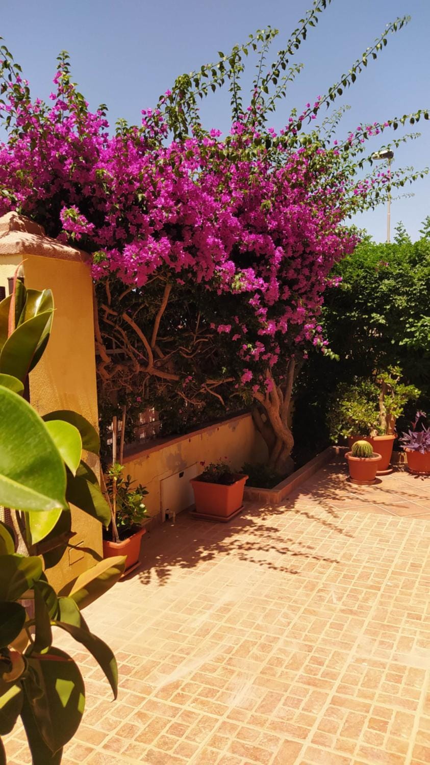 Bouganville House in Olmedo, Sardinia